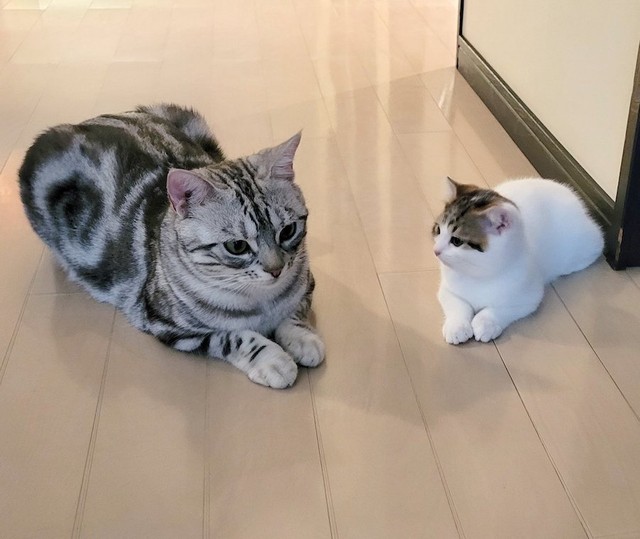 これからも父子仲良くね（提供：わらよも！アメショわらび&スコよもぎ さん）