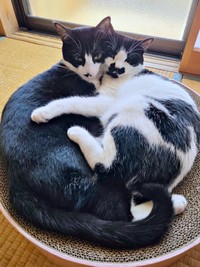 爪研ぎボウルに仲良くイン！ すやすや眠る（左から）ダダくん、ミアちゃん（画像提供：マグルの猫さん）