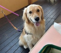 犬を同伴できるテラス席で食事中、小型犬2頭に吠え立てられた挙句、その飼い主から心ない言葉を浴びせられたゴールデンレトリーバー、そらちゃん（画像提供：そら ゴールデンレトリーバーさん）