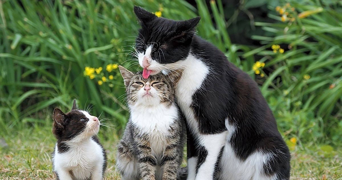 岩合さんの愛猫も登場！ 日本各地の元気な猫たちの写真集「み～んな