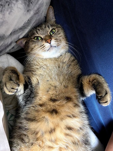 信頼の証、お腹見せー（飼い主提供）