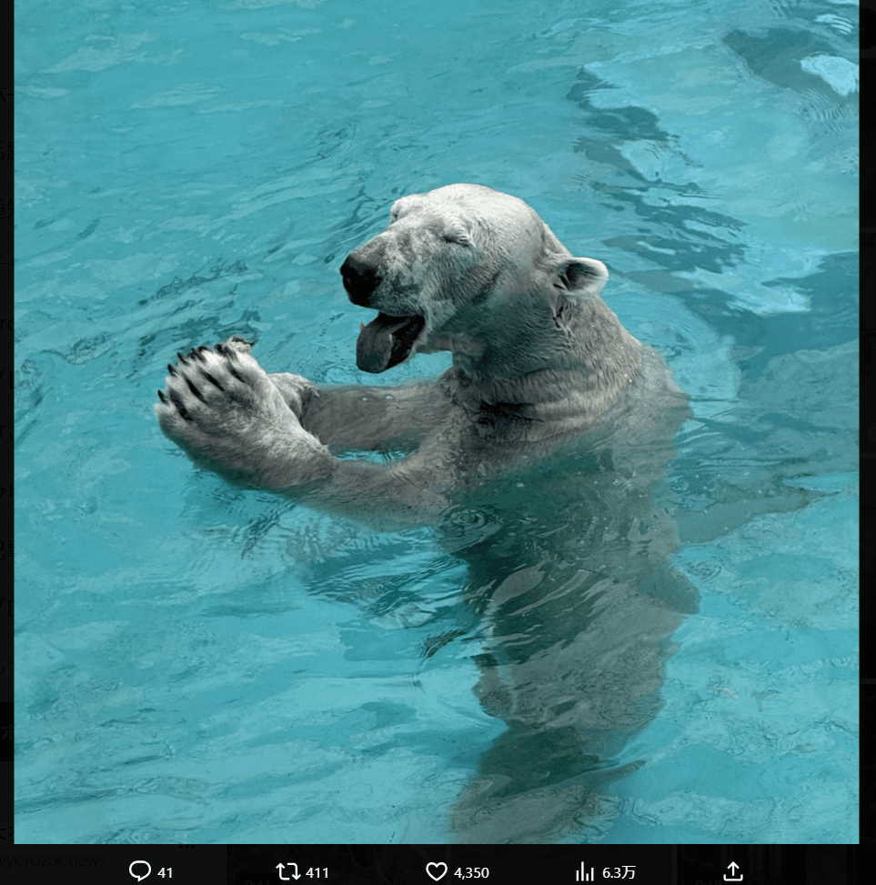 釧路市動物園の公式X（@kushirozoo）より