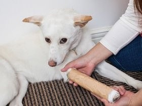 災害、事故…愛犬がケガ　万一のための備品と、飼い主の心構え