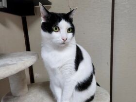 温かいのは好きだけどなぜか温風は苦手なんだにゃ　ミックス猫「なゆた」