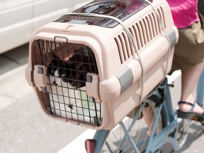 「外の空気を吸っていると、野良やってた過去の生活を思い出すぜ」（小林写函撮影）