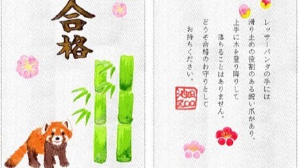 「木から落ちない」池田動物園のレッサーパンダで合格祈願  岡山市