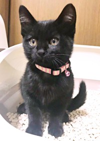 保護されたYoちゃん。生後約2カ月でした（画像提供：黒猫Yoちゃん（3にゃん）さん）