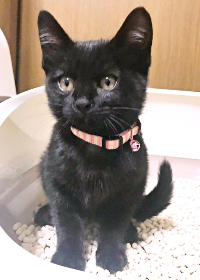 保護されたYoちゃん。生後約2カ月でした（画像提供：黒猫Yoちゃん（3にゃん）さん）