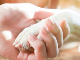 友人のペットが亡くなった、ペットロスに陥った…　どんな言葉をかけどう対応すべき？