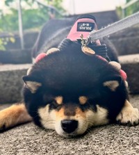 お散歩中に拒否するこつめちゃん（提供：🐕ぽちゃこつ7.18🐕さん）