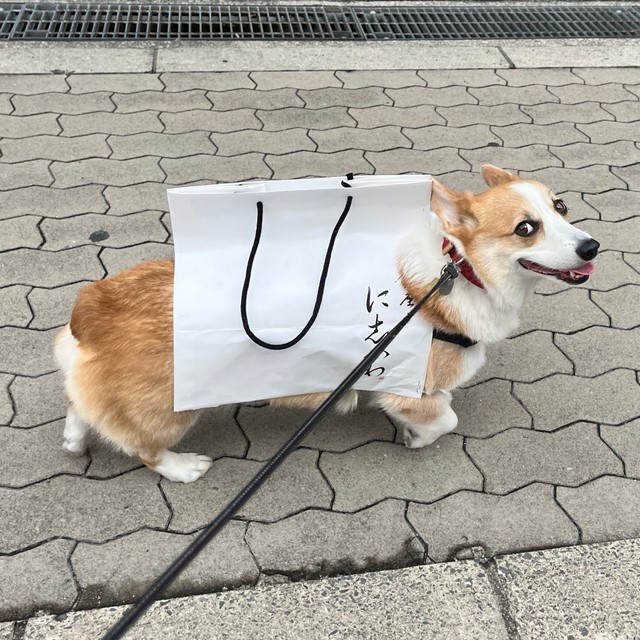 紙袋を着こなす閣下