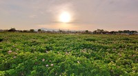 「レンゲは肥料になるものなので、圃場への立入や花等の持ち出し等はご遠慮ください」とたびたびSNSでも発信しています（（提供：座間ゆたか農園）