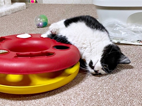 子猫時代、遊び疲れて電池切れ状態になったあんこちゃん（画像提供：しじみとんさん）