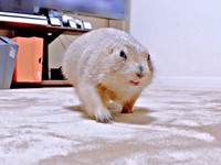 つぶらな瞳が愛らしいこゆきちゃん（画像提供：こゆきさん）