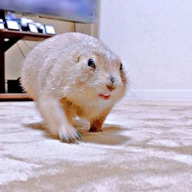 つぶらな瞳が愛らしいこゆきちゃん（画像提供：こゆきさん）