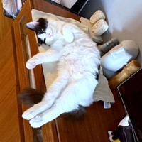 棚上でもこの通り♪くつろぎスポットを見つけたアンちゃん（画像提供：ModCraneさん）