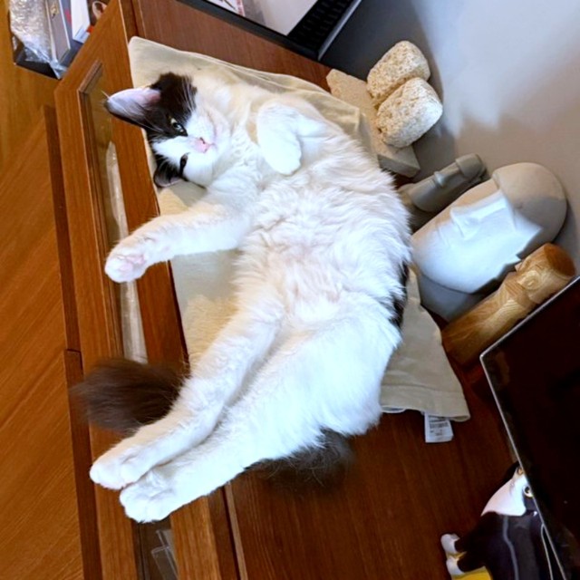 棚上でもこの通り♪くつろぎスポットを見つけたアンちゃん（画像提供：ModCraneさん）