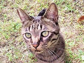 猫の殺処分ゼロを目指し　生駒市、野良猫の不妊手術費を全額負担