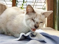 空腹と体調不良の中で蚊の鳴くような声で必死に助けを求めてきました