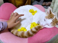 娘さんにひよこを乗っけられても…気にせず眠るむぎくん（画像提供：むぎさん）