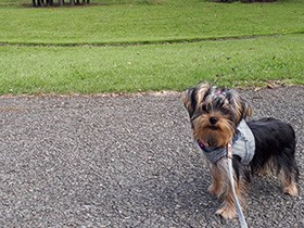 まっすぐな道はどこまでもダッシュ　ヨーキーの「まるる」