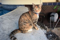 クック諸島で出会った猫=2022年6月23日、クック諸島ラロトンガ島、荒ちひろ撮影