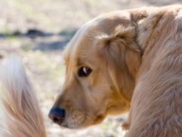 オスよりメスのほうがお金がかかる？　犬のトイレ事情