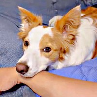 甘えん坊なアピールが注目を集めたるいちゃん（画像提供：るいとあおの日常さん）