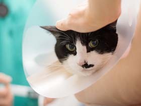 腎臓病の猫「ぽんた」が再び抗議　点滴の間じゅう叫び続けた（34）