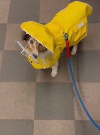 生まれて初めての「レインコート」がお似合いのライムくん（提供：上原孝行：訪問美容師×作業療法士 さん)