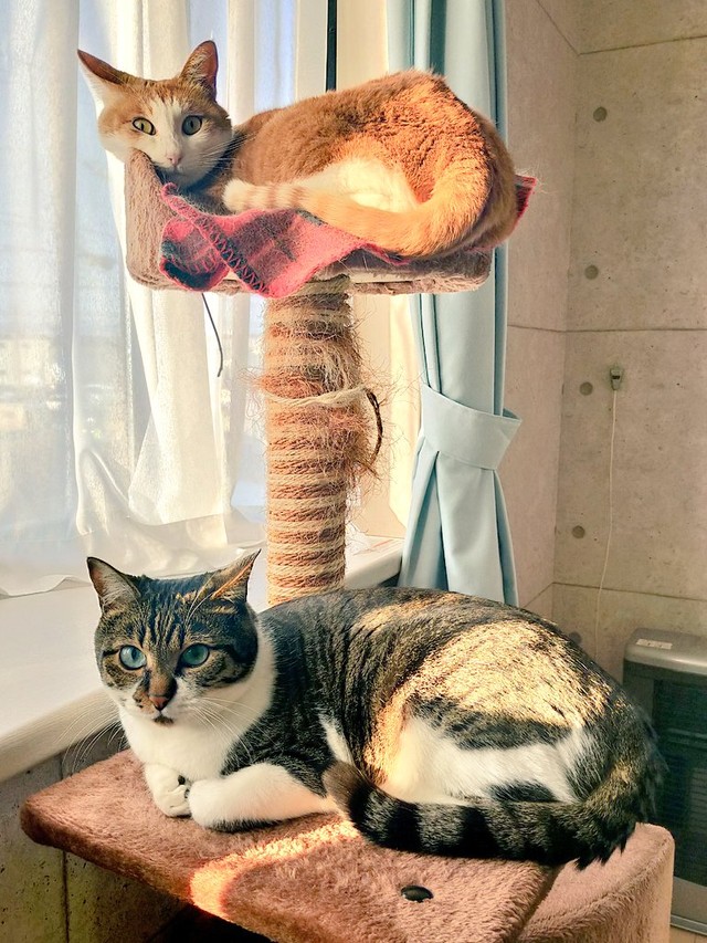 一緒に暮らすマリーちゃんと=まりてつ(@marie_mamachan)さん提供
