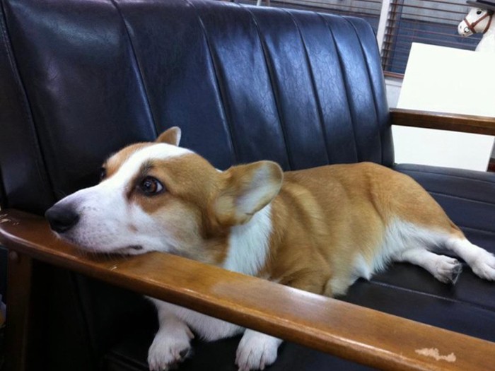 ソファで寛ぐジョブさん（エウレカ提供）