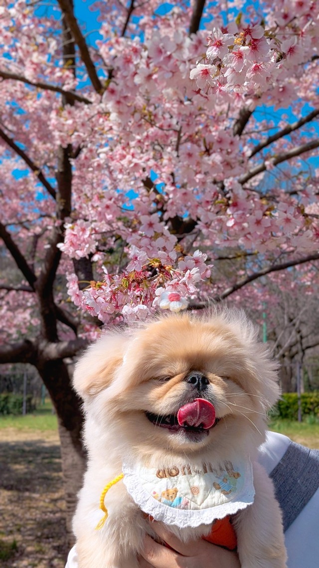 満面の笑みのどんちゃんと満開の桜（提供：ペキのどんきち🌷さん）