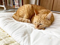 保護から5年後、すやすや眠るこいもちゃん（画像提供：こいもちゃんさん）