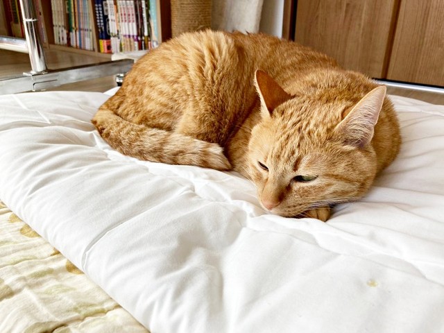 保護から5年後、すやすや眠るこいもちゃん（画像提供：こいもちゃんさん）