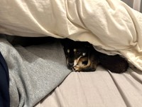 そそくさ…と飼い主さんのお布団に入ってくるのだそう（画像提供：べちかさん）
