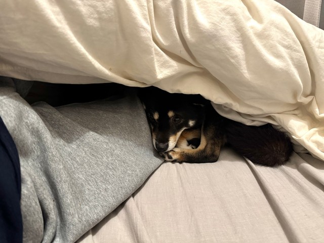 そそくさ…と飼い主さんのお布団に入ってくるのだそう（画像提供：べちかさん）
