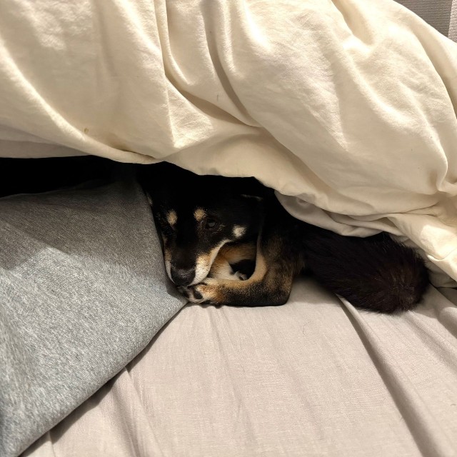 そそくさ…と飼い主さんのお布団に入ってくるのだそう（画像提供：べちかさん）
