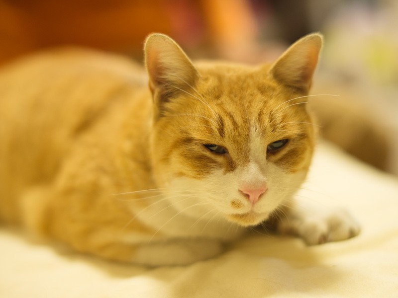 「野に比べるとずいぶん明るいね」（小林写函撮影）