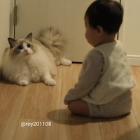 それで、僕の見守りに感謝してるって？＝ロイ(Roy)くん@ラグドールさん（@roy201108）提供