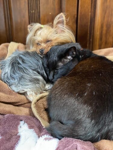 家にきたころの「真子」