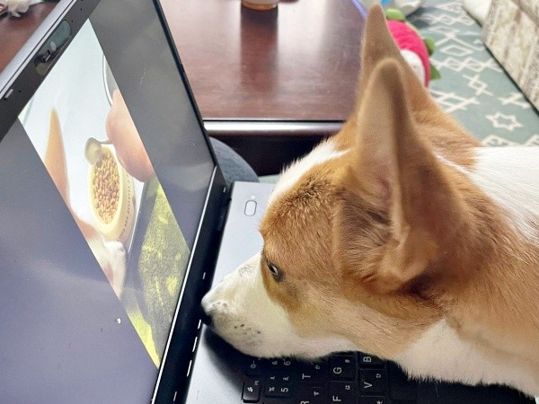 パソコンで自分がごはんを食べている動画を見るひめちゃん（画像提供：ᴄᴏʀɢɪひめ  nametti2kdさん）