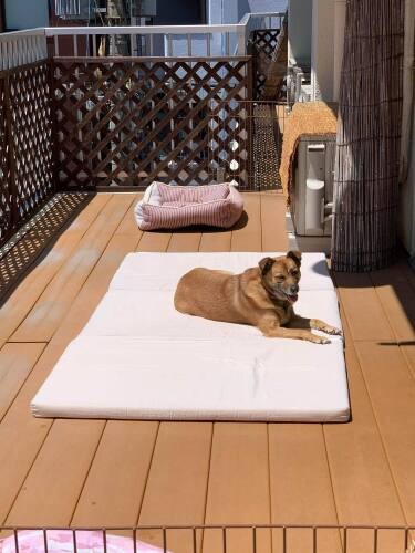 シェルターのテラスで日向ぼっこ