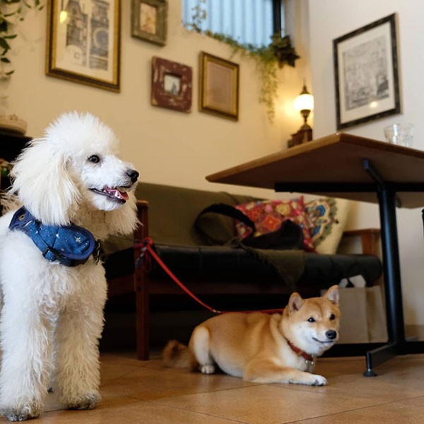 お散歩途中に寄ったドッグカフェで（UG提供）