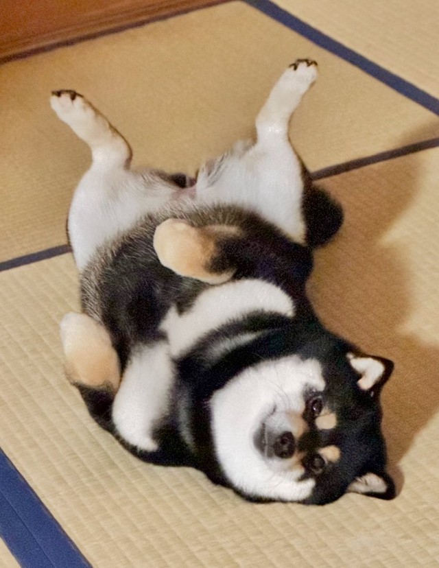 毎日へそ天を見せてくれるこつめちゃん（提供：🐕ぽちゃこつ7.18🐕さん）