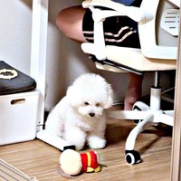 パパの足元で、持ってきた人形を見つめるアポちゃん（画像提供：あぽちぃさん）