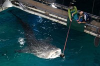 海遊館の人気者ジンベエザメ（提供・海遊館）