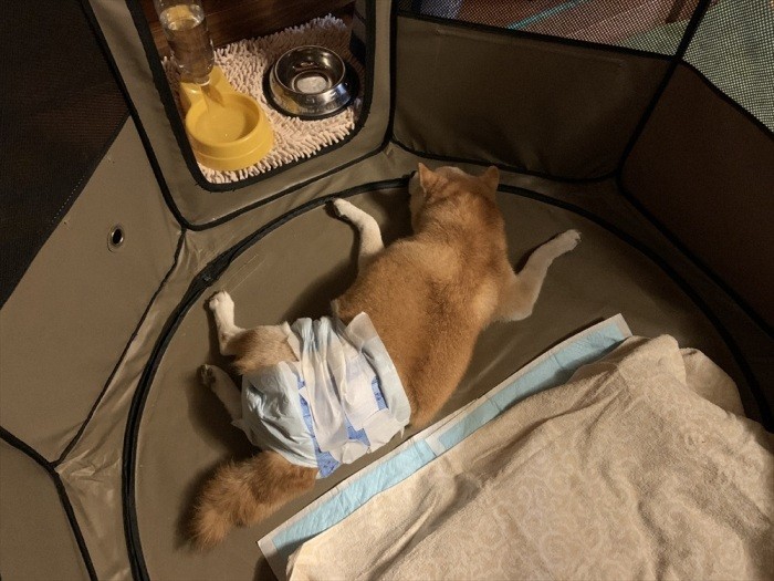 前庭疾患発症で、突然の介護生活に（昌宏さん提供）