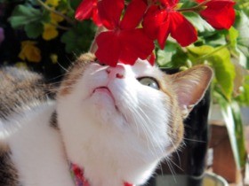 野良猫だった「きり」、子猫を産んで今はにぎやかに「家猫生活」