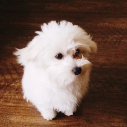 家にきたころのバロン